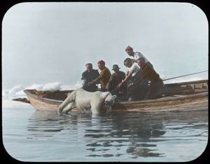 Image of Pulling Polar Bear into boat - Cape Alexander